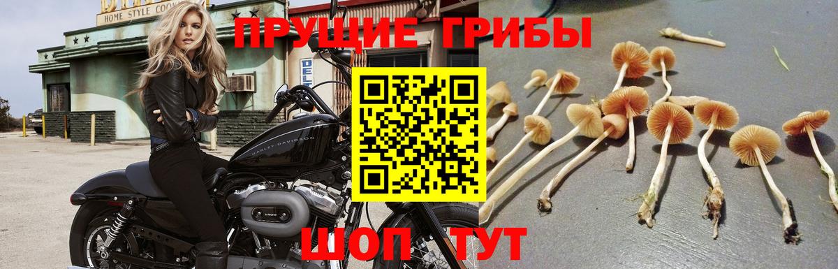 Псилоцибиновые грибы ЛСД Славгород